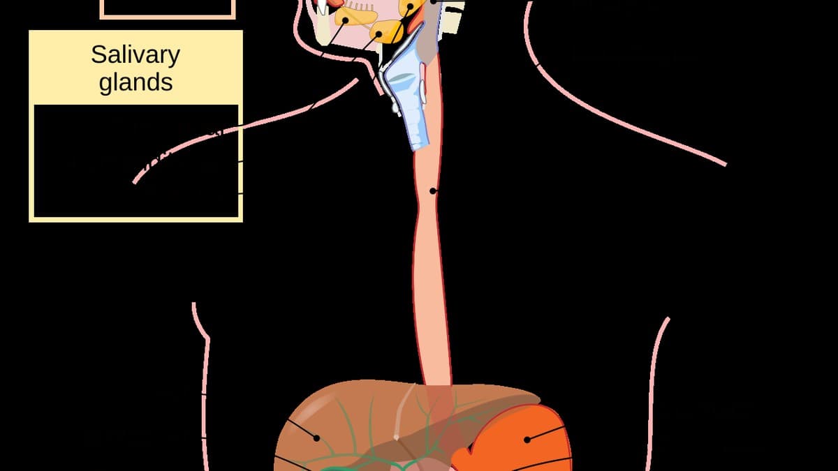 Quiz Cover